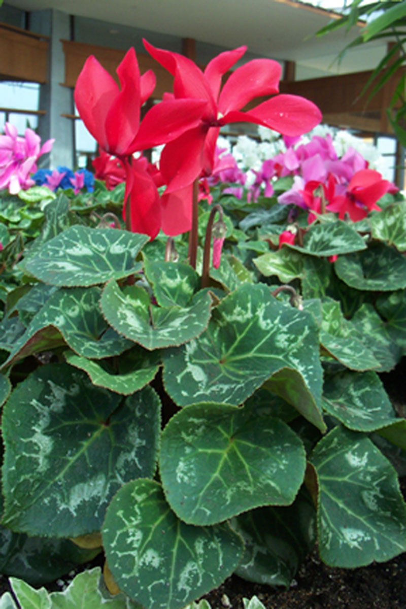 سیکلامن پرسیکوم